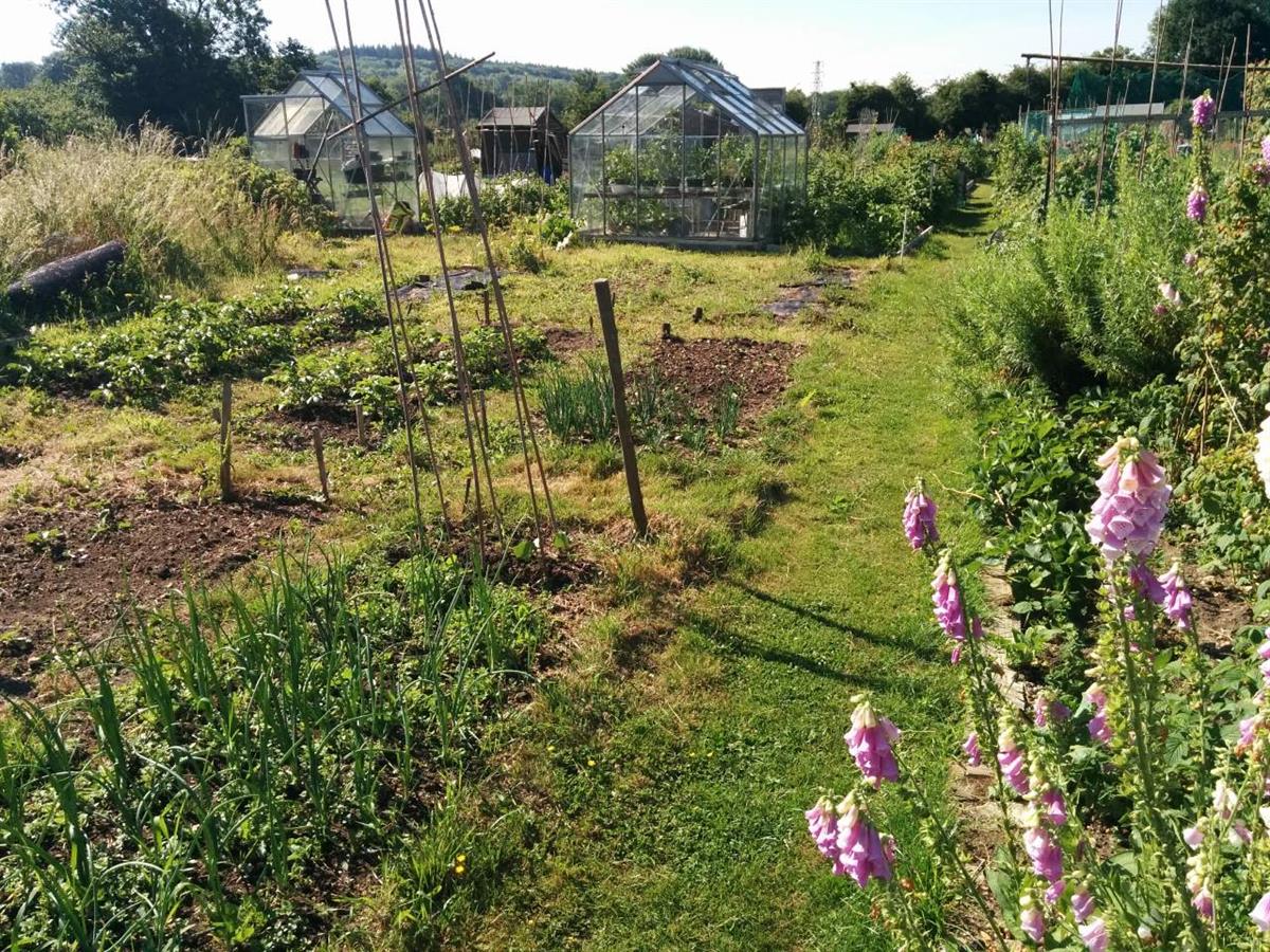 Pangbourne Allotments in Summer