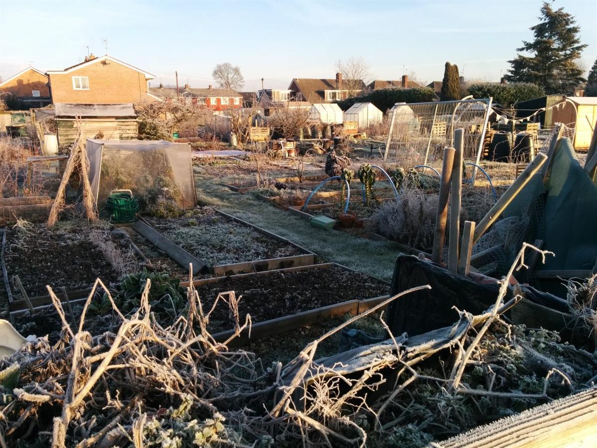 Pangbourne Allotments in Winter