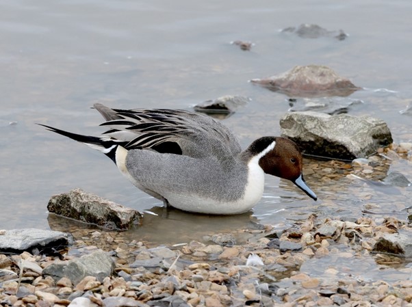 RSPB News