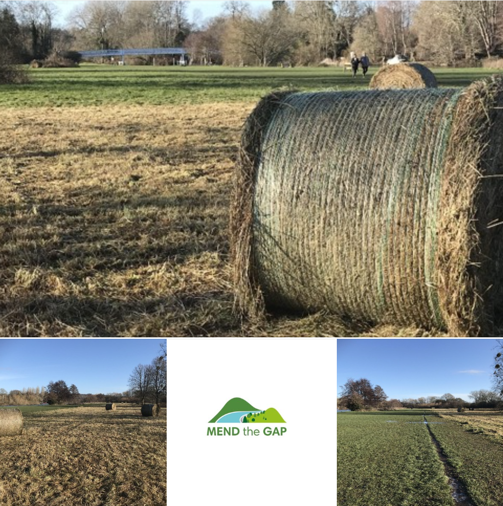 Pangbourne River Meadows